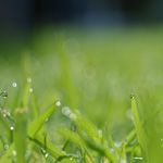 肺の免疫力をアップする薬膳食材